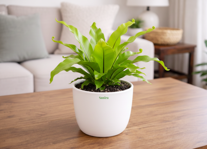 Osaka Bird Nest Fern